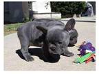 PPP6 Akc french bulldog puppies available