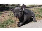 ZZM5 Akc french bulldog puppies available
