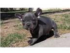 WF3 Akc french bulldog puppies available