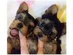 APV3 Yorkshire terrier Puppies