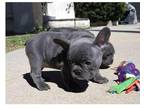 AIII2 Akc french bulldog puppies available