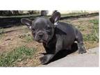JLL8 Akc french bulldog puppies available