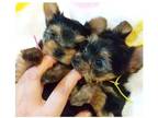 UB2 Yorkshire terrier Puppies