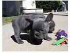 ML7 Akc french bulldog puppies available