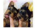 ISI3 Yorkshire terrier Puppies