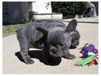 OOO2 Akc french bulldog puppies available