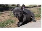 OOV7 Akc french bulldog puppies available