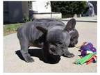 RC3 Akc french bulldog puppies available