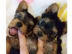 NER4 Yorkshire terrier Puppies