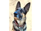 Adopt Nesta 3023 a German Shepherd Dog