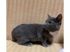 Adopt Darcy a Domestic Short Hair