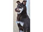 Adopt Kickin' Kismet!! a Dutch Shepherd, Husky