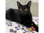 Adopt Cloe a Domestic Short Hair