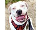 Adopt Argentina a Dogo Argentino