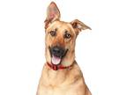 German Shepherd Dog Mix DOG FOR ADOPTION RGADN-1173130 - Belle - German Shepherd