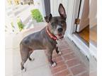 American Staffordshire Terrier Mix DOG FOR ADOPTION RGADN-1173131 - Lila -
