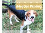 Beagle-Treeing Walker Coonhound Mix DOG FOR ADOPTION RGADN-1173134 - Duke IV -