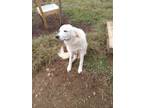Adopt Angel the Pyrenees a Great Pyrenees