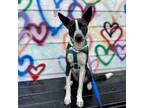 Adopt Malibu a Border Collie