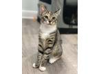 Adopt Lola (f) a Domestic Short Hair