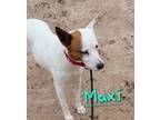 Adopt Maxi a Cattle Dog