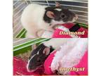 Adopt Diamond & Amethyst a Rat
