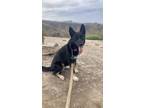 Adopt Bella a German Shepherd Dog, Mixed Breed