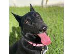 Adopt Lucero a German Shepherd Dog, Black Labrador Retriever