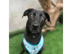 Adopt Nicole a Labrador Retriever, Whippet