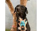 Adopt Savvy a Beagle, Mixed Breed