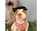 Adopt September a Pit Bull Terrier, Mixed Breed