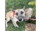 Adopt Walnut a Shepherd, Whippet