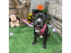 Adopt Watermelon a American Staffordshire Terrier