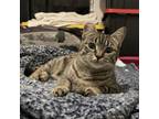 Adopt Norma a American Shorthair