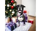 Adopt Pawla a Boston Terrier