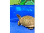 Adopt Maxine a Turtle
