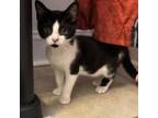 Adopt Dancer a Domestic Short Hair