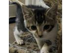 Adopt Cupid a Domestic Short Hair