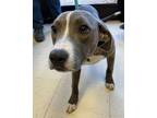 Adopt Amelia a Labrador Retriever, Pit Bull Terrier