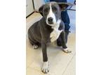 Adopt Diana C a Labrador Retriever, Pit Bull Terrier