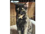 Adopt Tish a Tortoiseshell