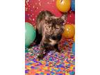 Adopt Carlita a Domestic Short Hair