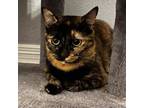 Adopt Leona (mom) a Domestic Short Hair