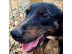 Adopt Mazie a Black Labrador Retriever, Catahoula Leopard Dog