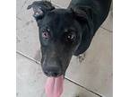Adopt Maggie a Black Labrador Retriever, Coonhound