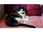 Adopt Belle a American Shorthair, Domestic Short Hair