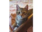 Adopt Reed a American Shorthair