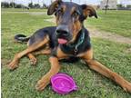 Adopt ELTON a Doberman Pinscher, Mixed Breed