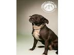 Adopt CHOPO a Labrador Retriever, Mixed Breed