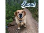 Adopt Scout a Labrador Retriever